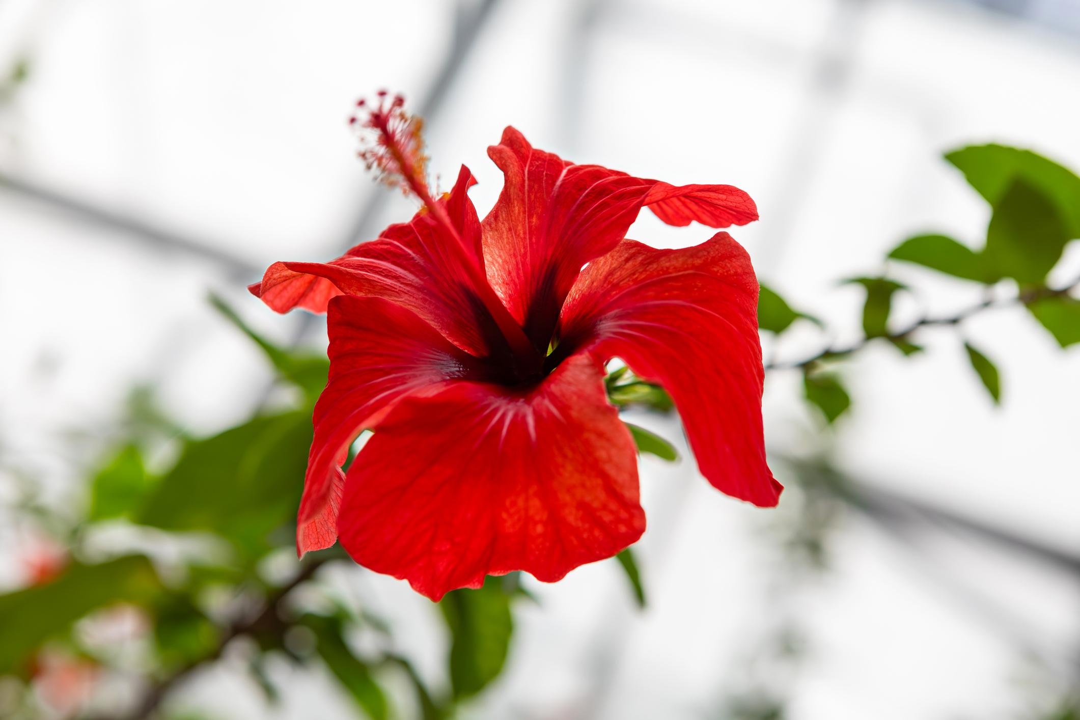 HIBISCUS BLOOM